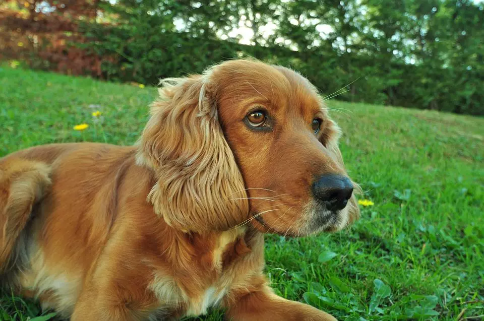 cocker-pixabay Cocker Spaniel
