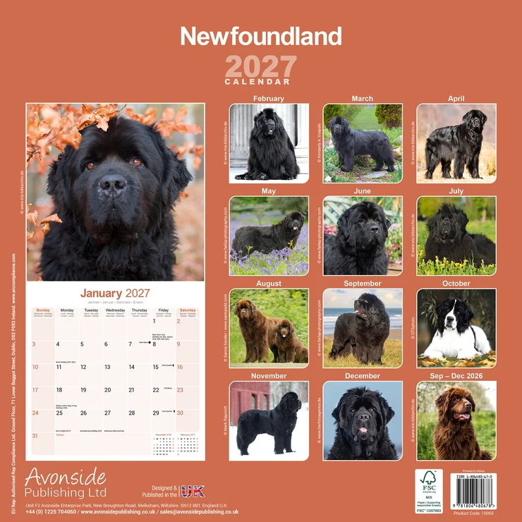 Kalender 2027 Neufundländer - Newfoundland