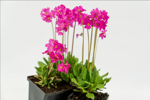 Rosa Primel (9cm) – Primula rosea