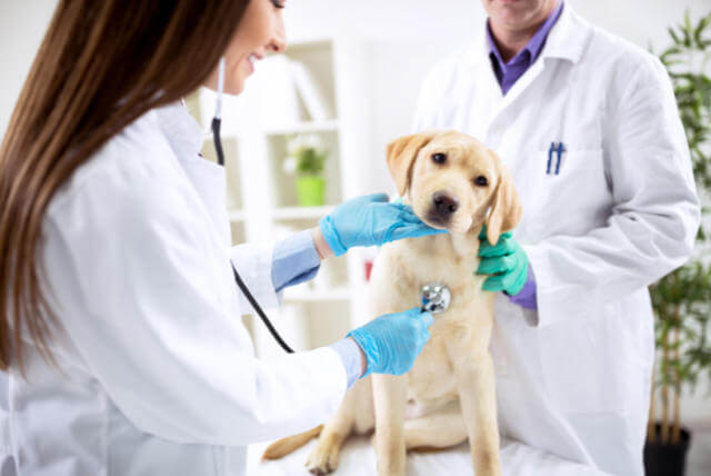 Tierarztfutter Hunde