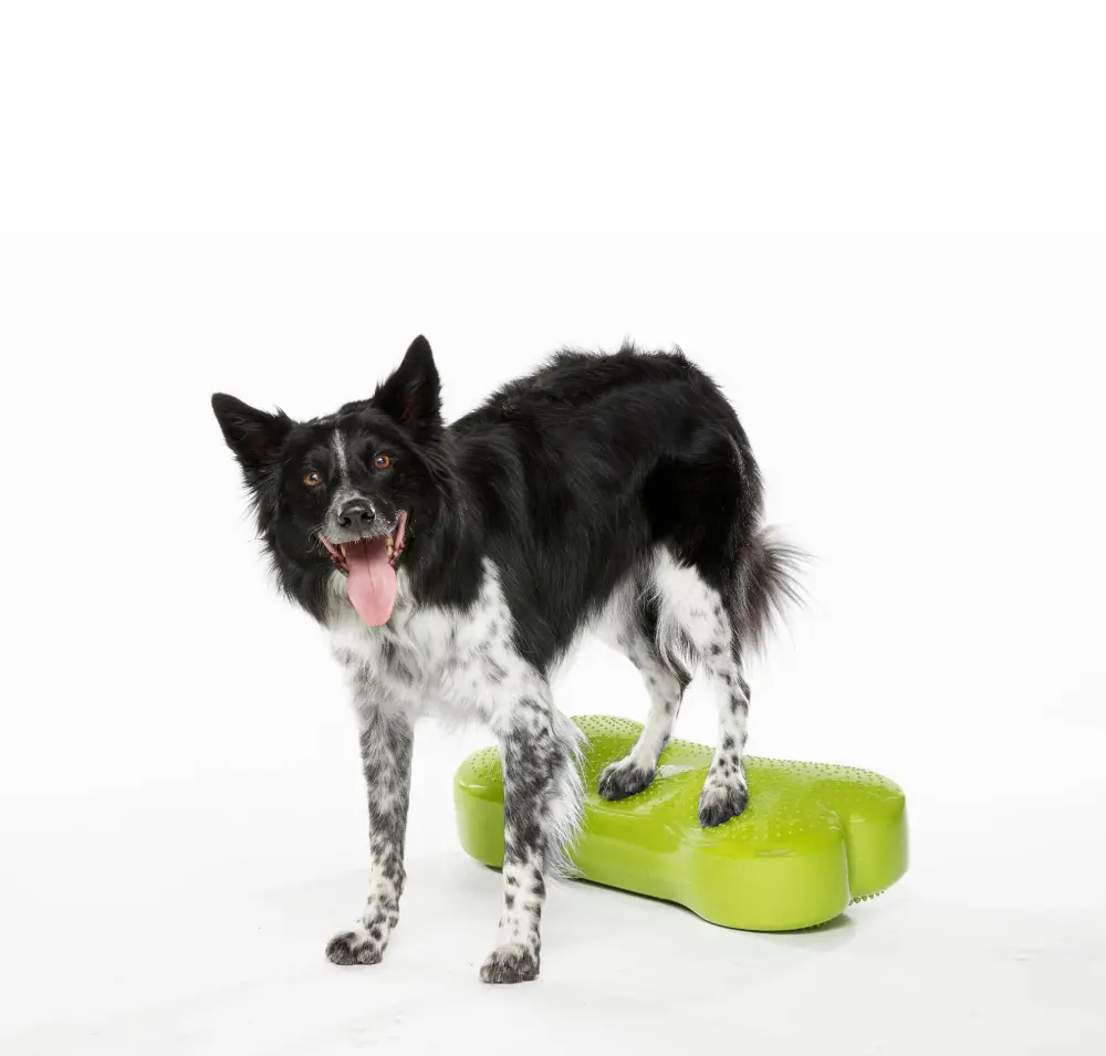 Ein fröhlicher schwarz-weißer Border Collie steht auf einem leuchtend grünen, knochenförmigen Balancekissen. Vorderpfoten am Boden, Hinterpfoten auf dem Kissen. Er schaut mit offenem Maul und Zunge in die Kamera.