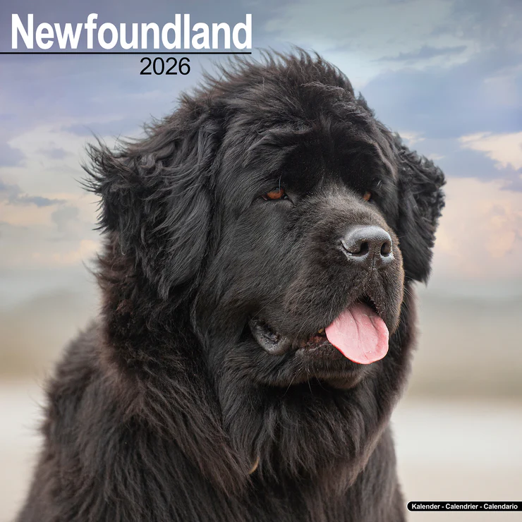 Calendar 2025 Neufundländer - Newfoundland