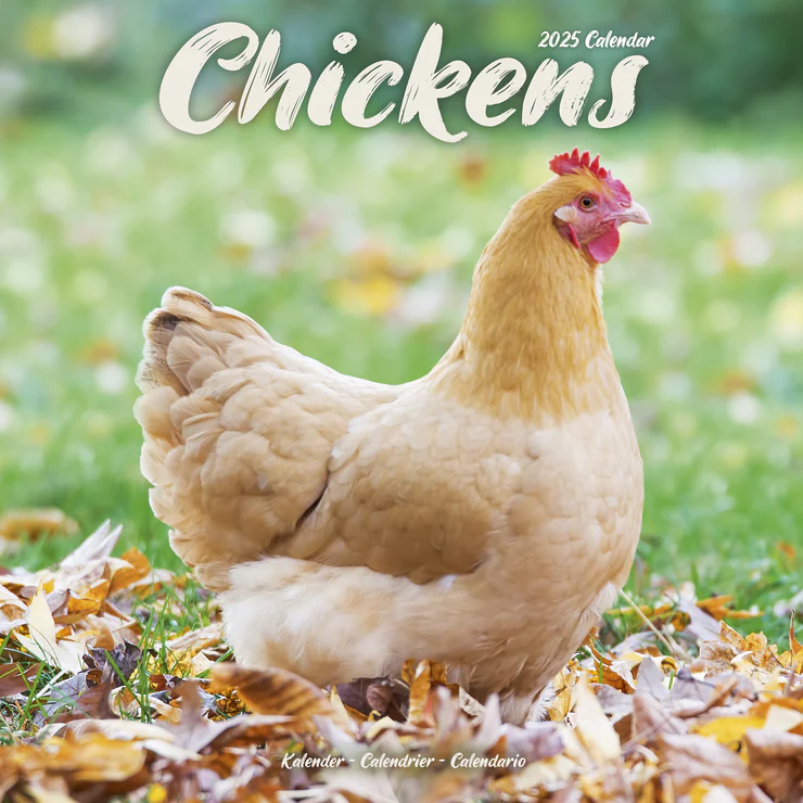 Kalender 2025 Hühner - Huhn - Chickens