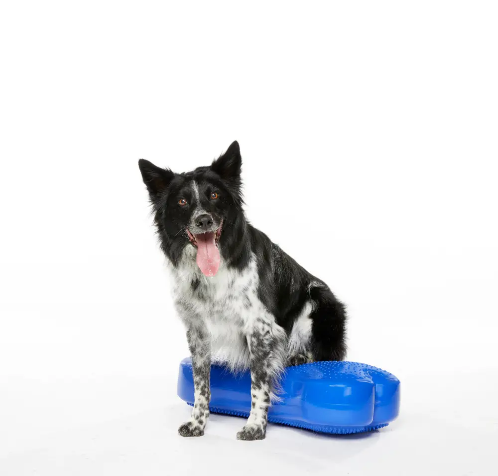 Ein schwarz-weißer Hund mit offenem Maul und heraushängender Zunge schaut aufmerksam und fröhlich nach vorn. Er sitzt mit den Hinterpfoten auf einem blauen, knochenförmigen Balancekissen, die Vorderpfoten stehen auf dem Boden.