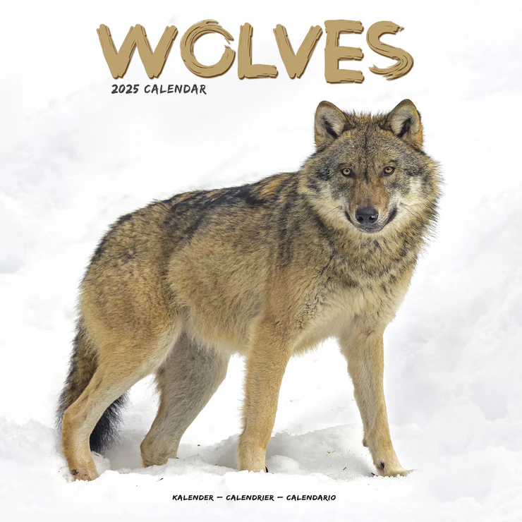Kalender 2025 Wolf - Wölfe - Wolves