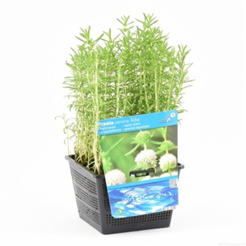 A pot of aquatic plants, Preslia cervina Alba, with narrow green leaves and a label with photos of flowers and water.