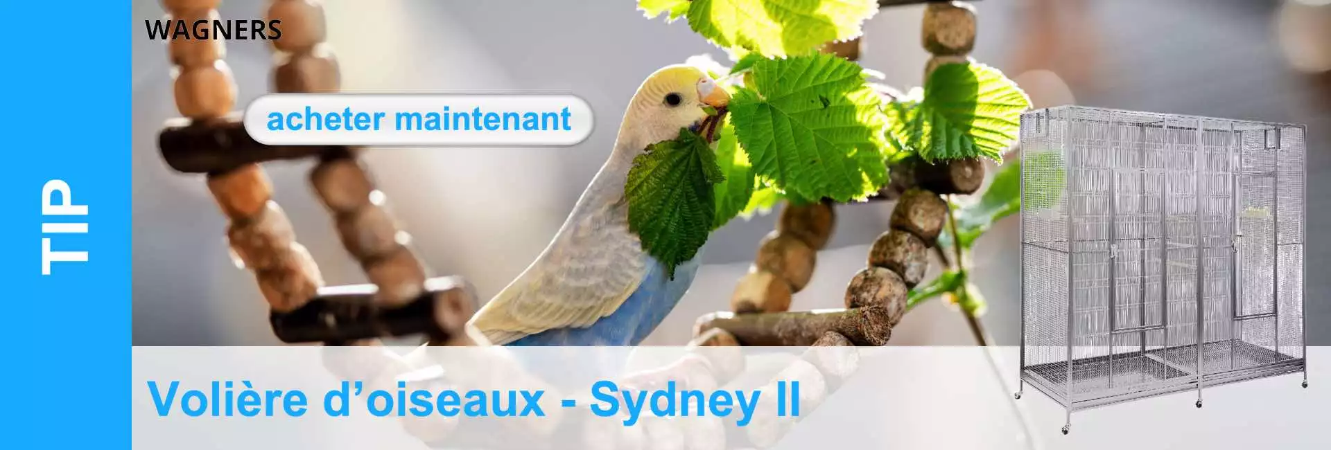Perruche sur une branche avec des feuilles vertes devant une cage à oiseaux.