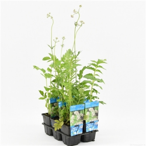 Plusieurs plantes en pot avec des feuilles vertes et des tiges hautes dans un conteneur en plastique noir. Étiquettes bleues sur les pots. Fond clair et neutre.
