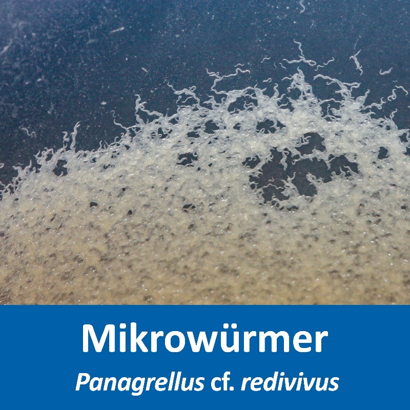 Mikrowürmer Zuchtansatz