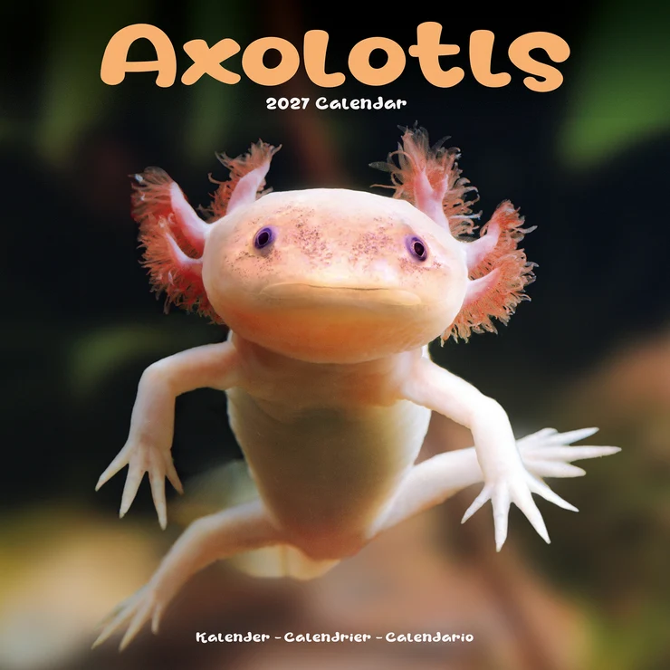 Kalender 2027 Axolotls