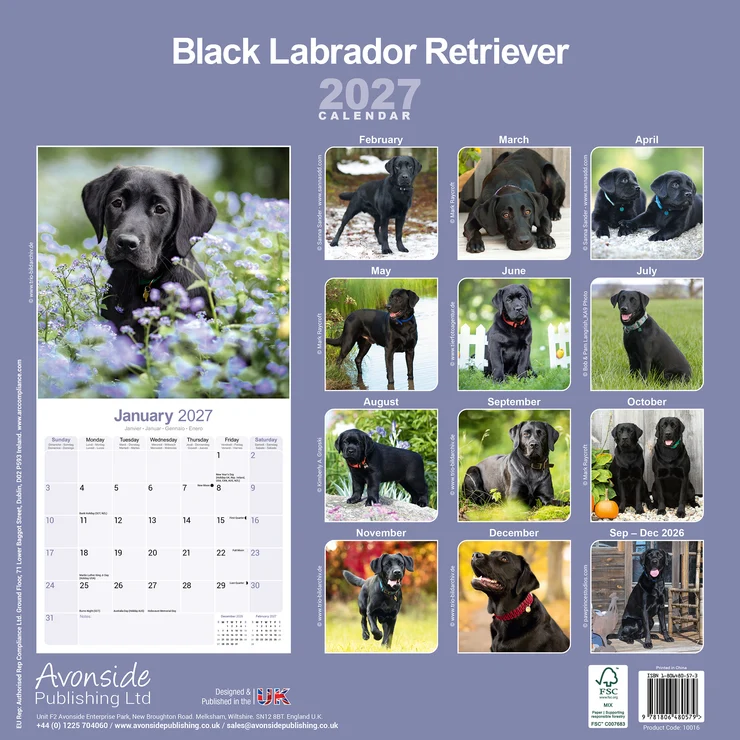 Kalender 2027 Labrador Retriever schwarz (Black)