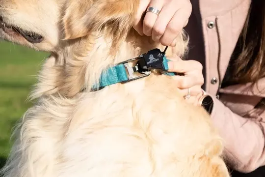 Easy Release Halsband Easy Release Halsband