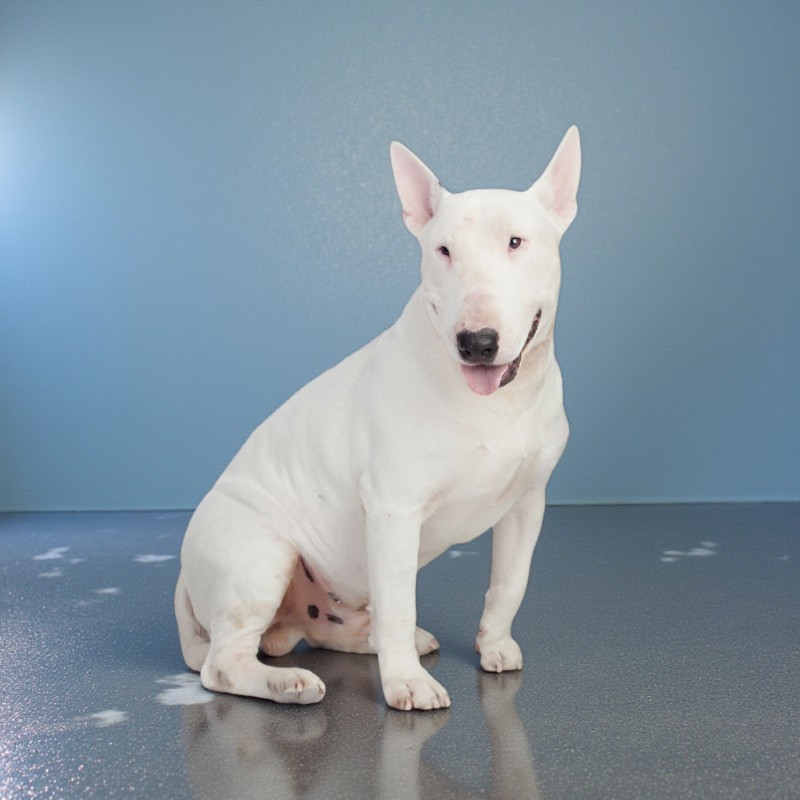 Weisser Bullterrier sitzt auf glänzendem Untergrund vor blauem Hintergrund. Der Hund hat kurze, weisse Haare und spitze Ohren.
