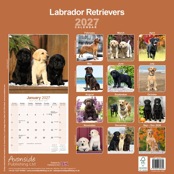 Kalender 2027 Labrador Retriever (Mixed)