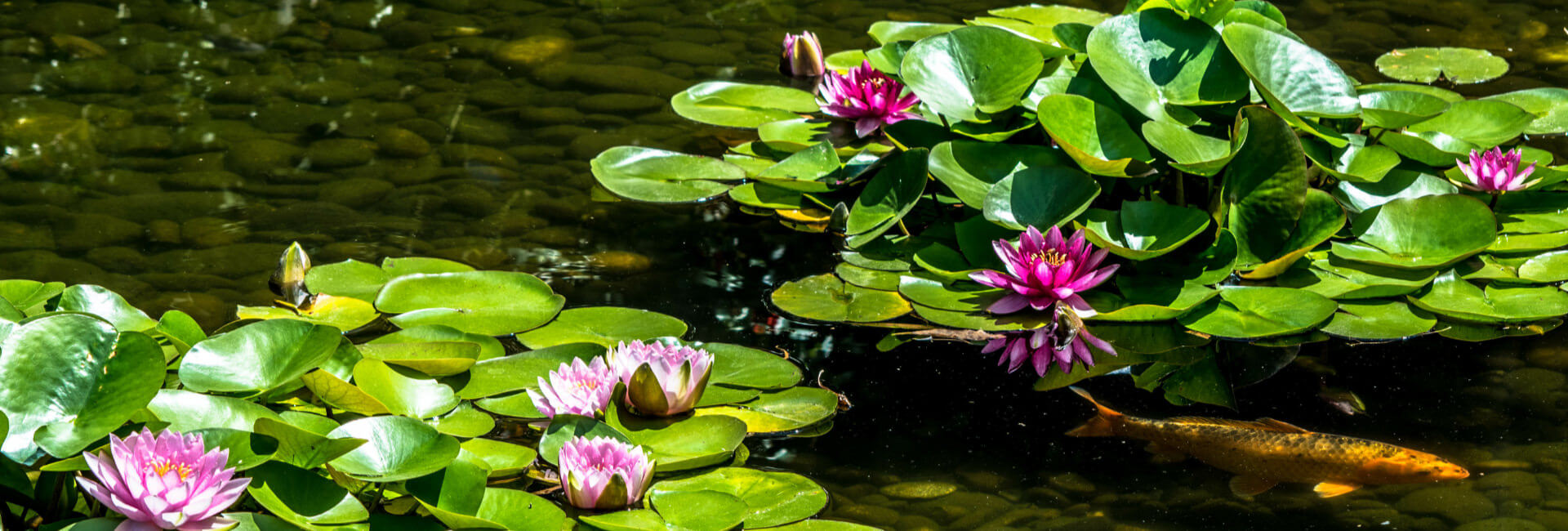 Gartenteich Wasseaufbereitung