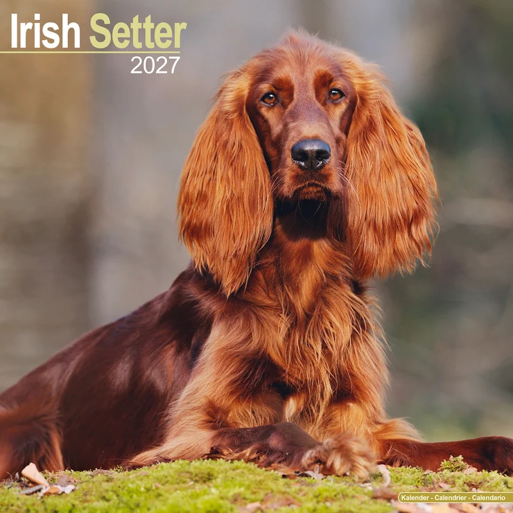 Calendar 2026 Irish Setter