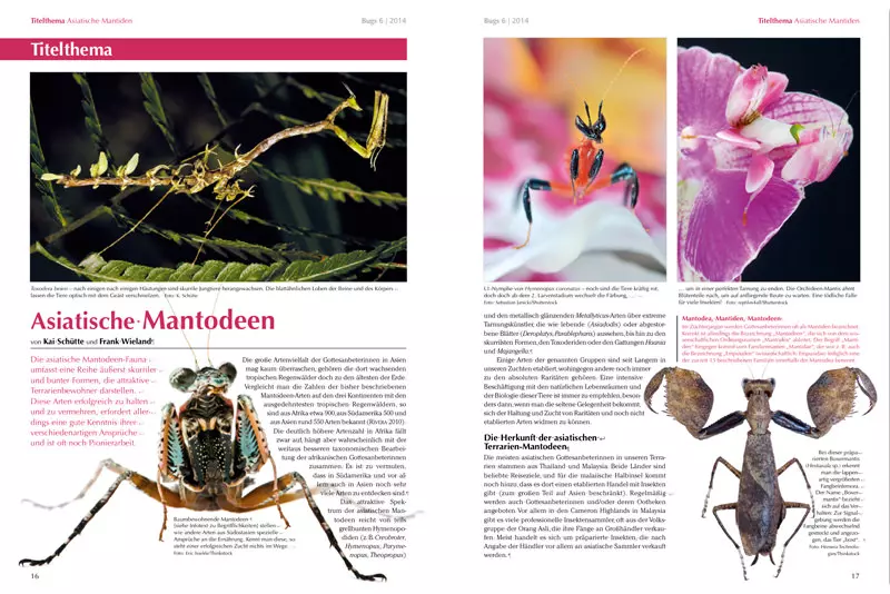 bugs-06-asiatische-mantiden-4 Bugs Nr. 06 - Asiatische Mantiden