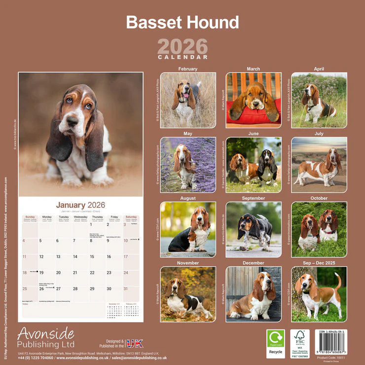 Calendar 2025 Basset Hound