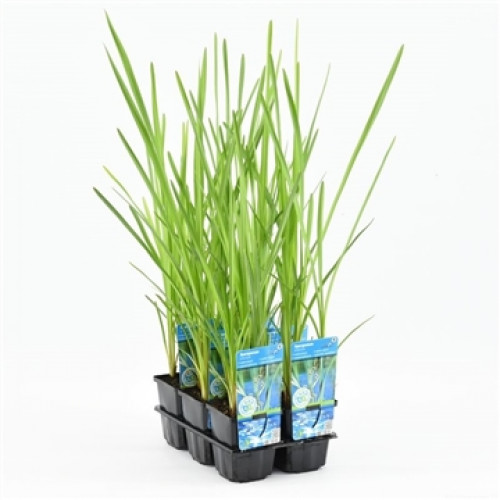 Grüne, hochwachsende Pflanzen in kleinen schwarzen Töpfen, die in einer schwarzen Plastikverpackung zusammengefasst sind.