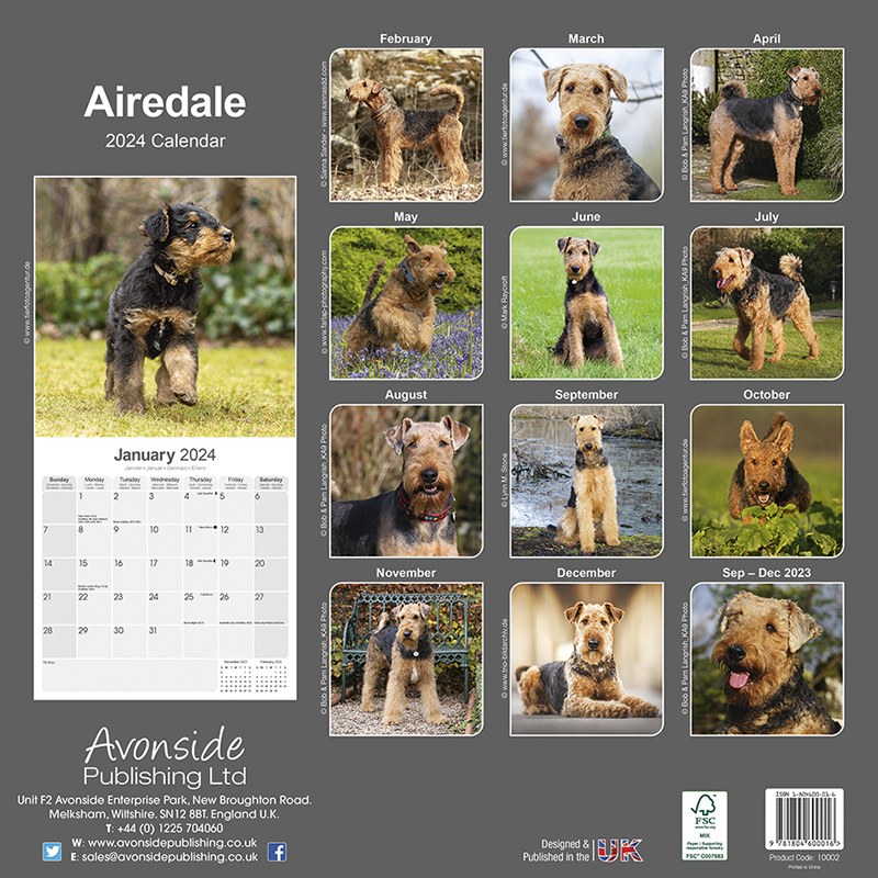 Calendrier 2024 Airedale Terrier