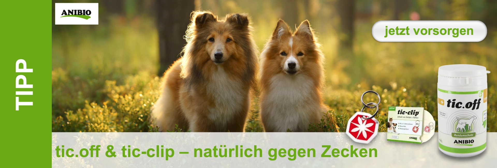 Zwei langhaarige braun-weiße Hunde sitzen in einem sonnigen Wald, im Hintergrund Bäume. Daneben Anibio-Produkte gegen Zecken: Dose "tic.off" und "tic-clip" Anhänger. Slogan: "tic.off & tic-clip – natürlich gegen Zecken".