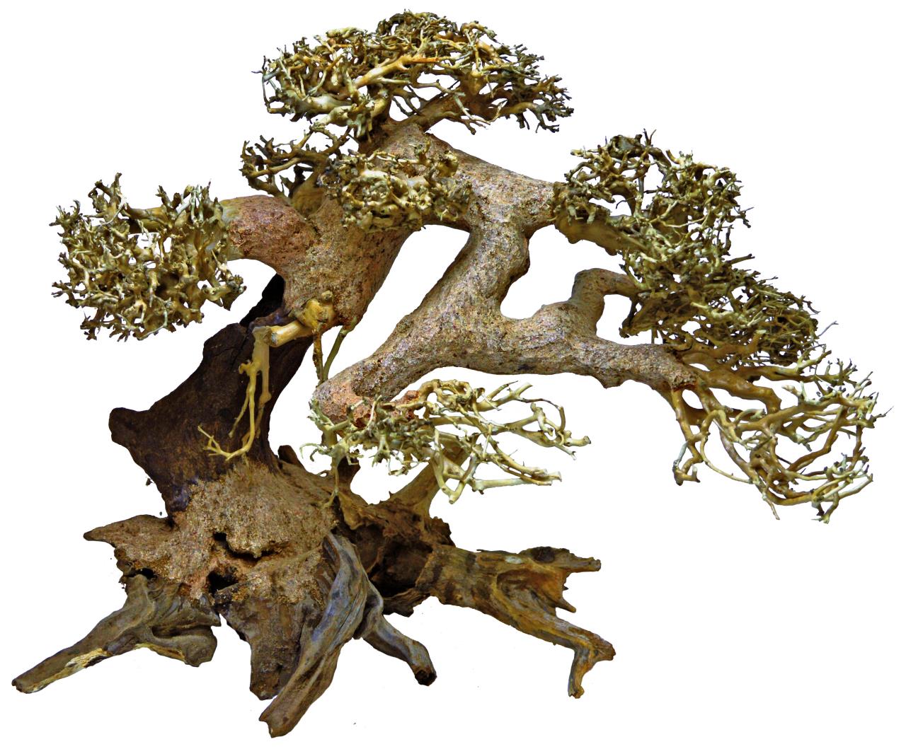 An artfully shaped rootwood sculpture resembling a bonsai. A dark, branched base with lighter, twisted branches, covered in yellow-green, moss-like growth. Rich in detail, organic in form, isolated against a white background.