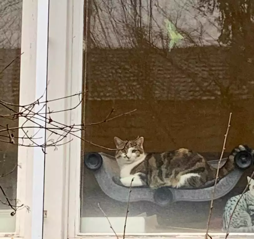 Fensterliege Filzino