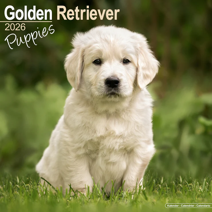 Calendar 2026 Golden Retriever - Puppy - Puppies
