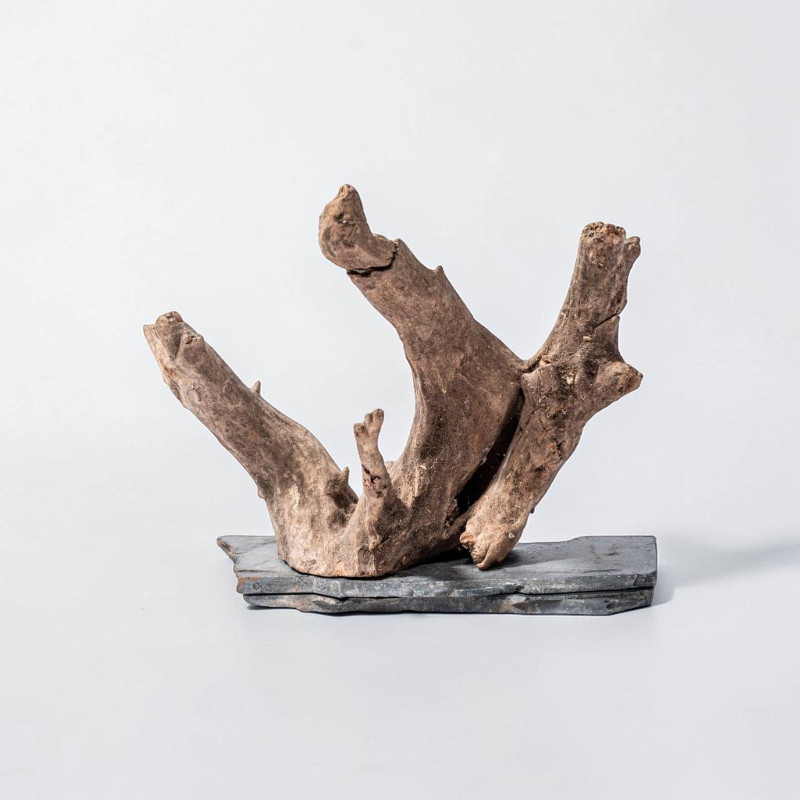 Verzweigtes, naturbelassenes Eukalyptusholz auf dunkler, rechteckiger Schieferplatte. Unregelmäßig zerklüftete braune Oberfläche, mehrere schräg nach oben ragende Äste. Holz und Schiefer bieten stabile Basis fürs Aquascaping.