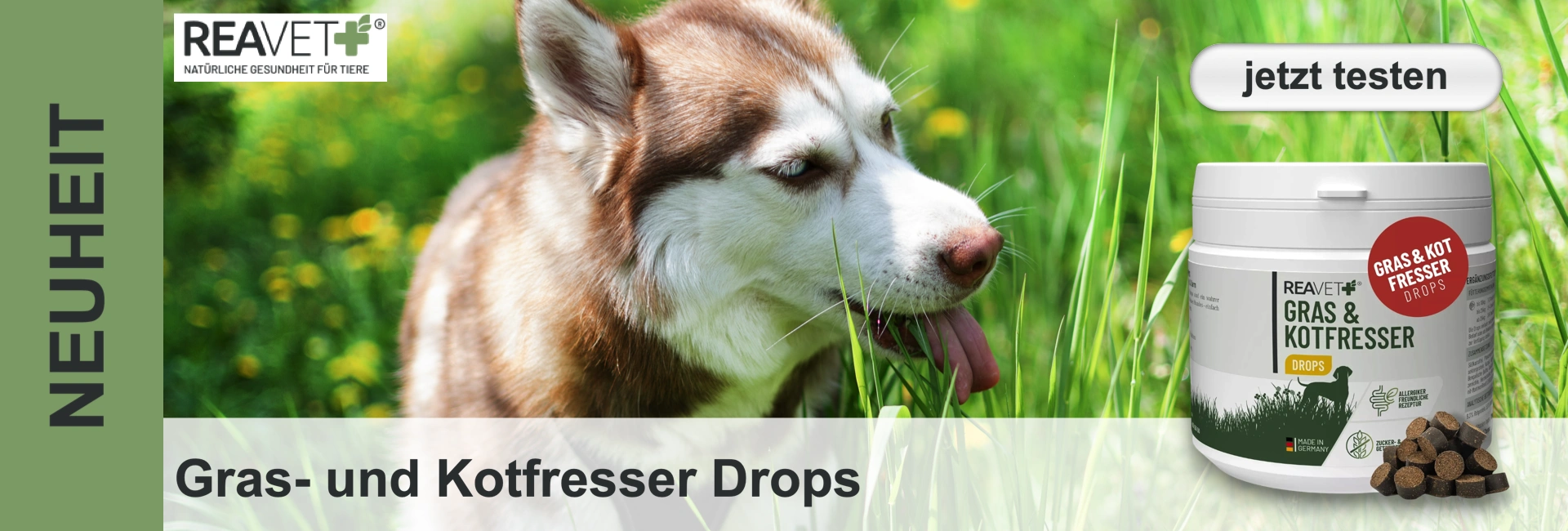 Braun-weißer Husky mit leuchtend blauen Augen frisst Gras auf grüner Wiese mit gelben Blumen. Rechts ein weißer REAVET-Behälter „Gras & Kotfresser Drops“, daneben braune runde Futterdrops. Links „NEUHEIT“.