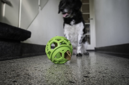 Dog Comets Titan Spielball