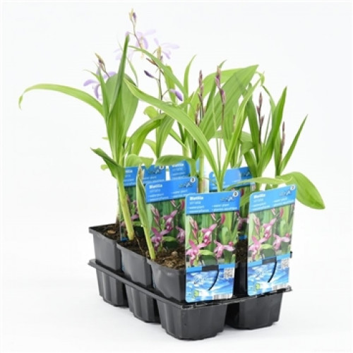 Vaso nero con sei orchidee Bletilla in vasi singoli. Foglie verdi e delicati fiori viola chiaro, alcuni ancora in boccio. Etichette blu con informazioni sulla pianta. Su sfondo bianco.
