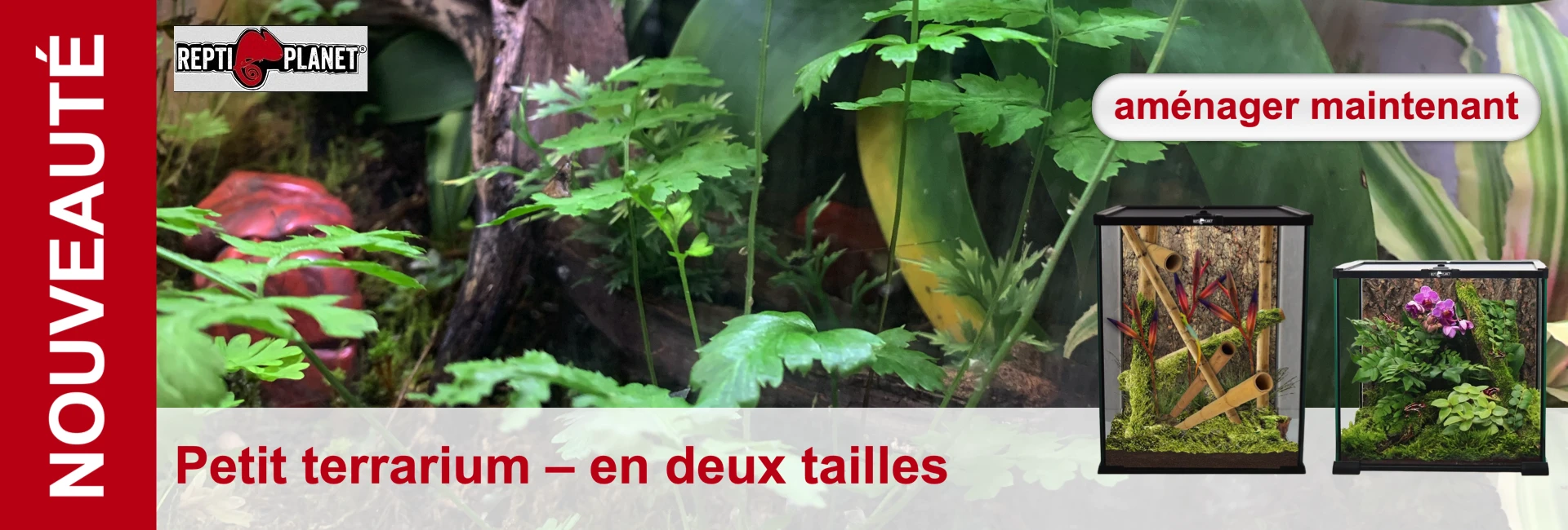 Deux petits terrariums avec végétation, celui de gauche avec des bambous et celui de droite avec des plantes vertes et des orchidées.