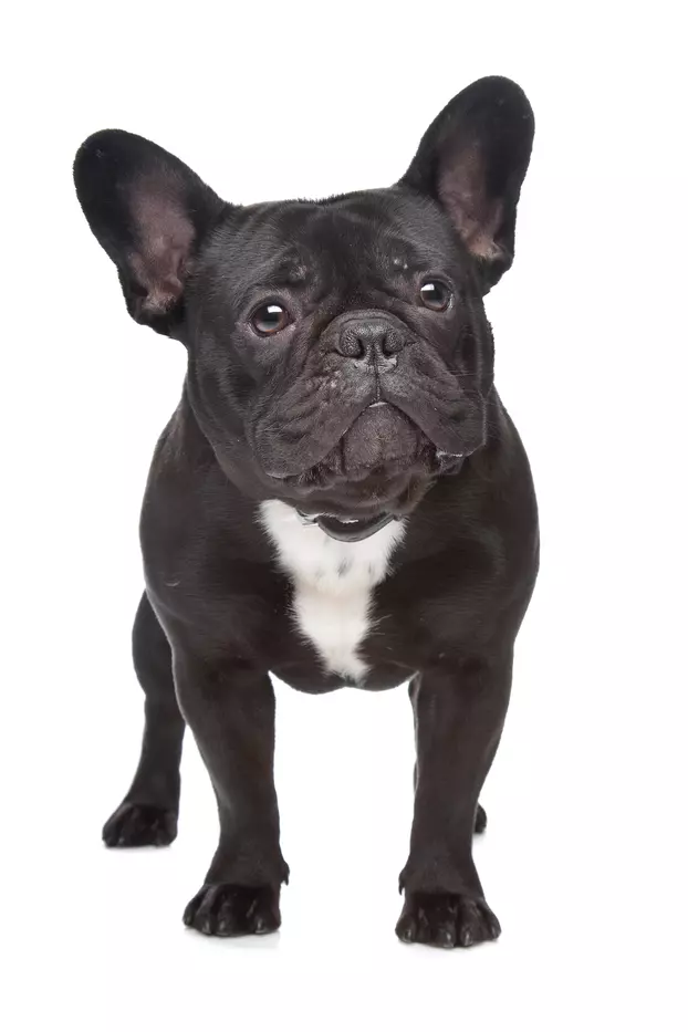 Französische Bulldogge
