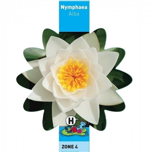 Teichpflanzen - Seerose Alba - weiss