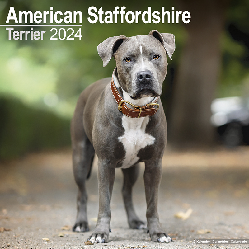 Calendar 2024 American Staffordshire Terrier