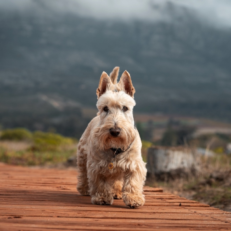 Ein weizenfarbener Scottish Terrier steht auf einem Holzsteg vor einer Bergkulisse.