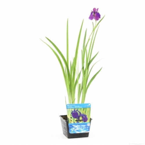 Iris viola in vaso nero con etichetta blu su sfondo bianco.