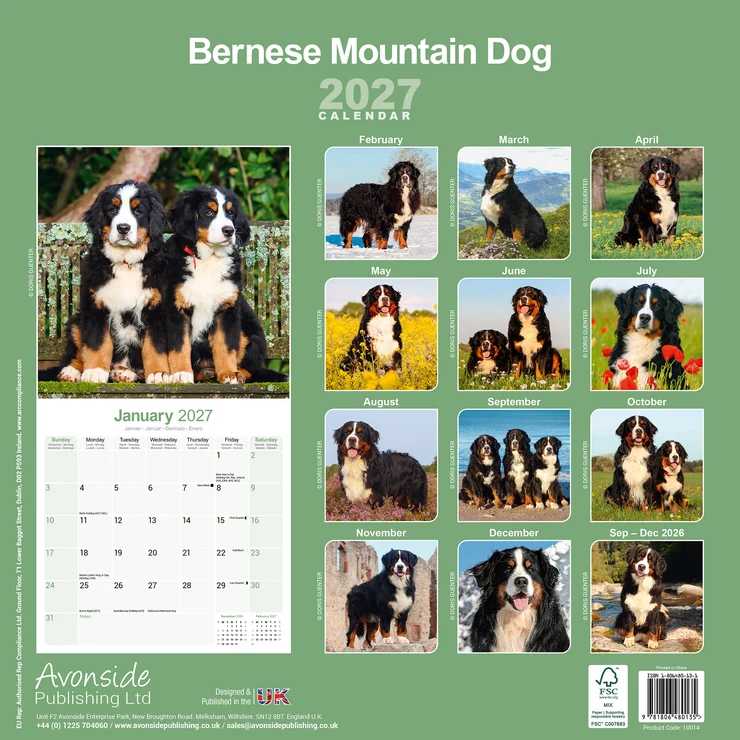 Kalender 2027 Berner Sennenhund - Bernese Mountain Dog