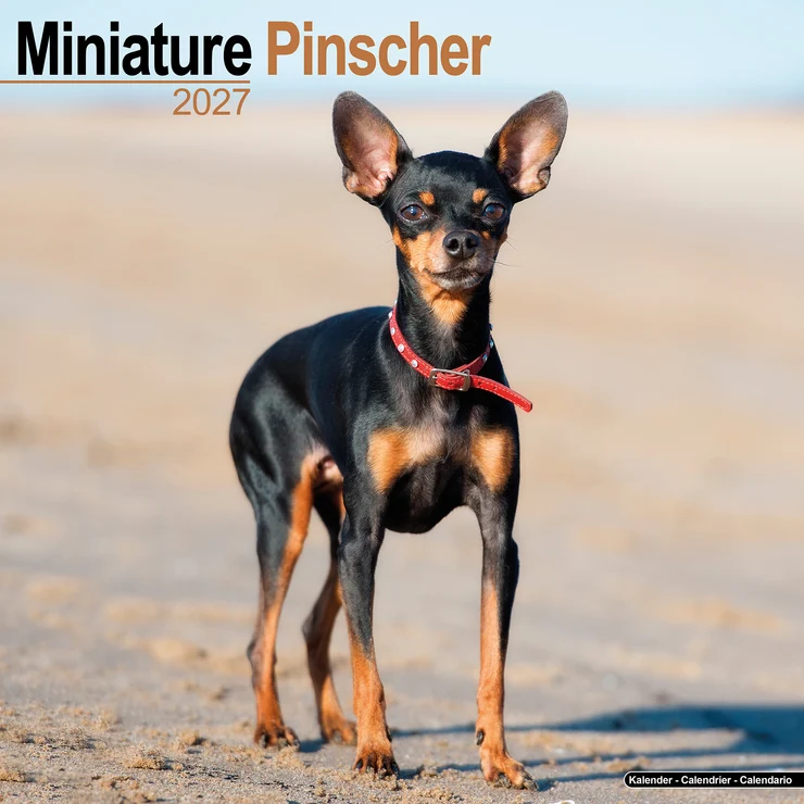 Kalender 2027 Zwergpinscher - Miniature Pinscher