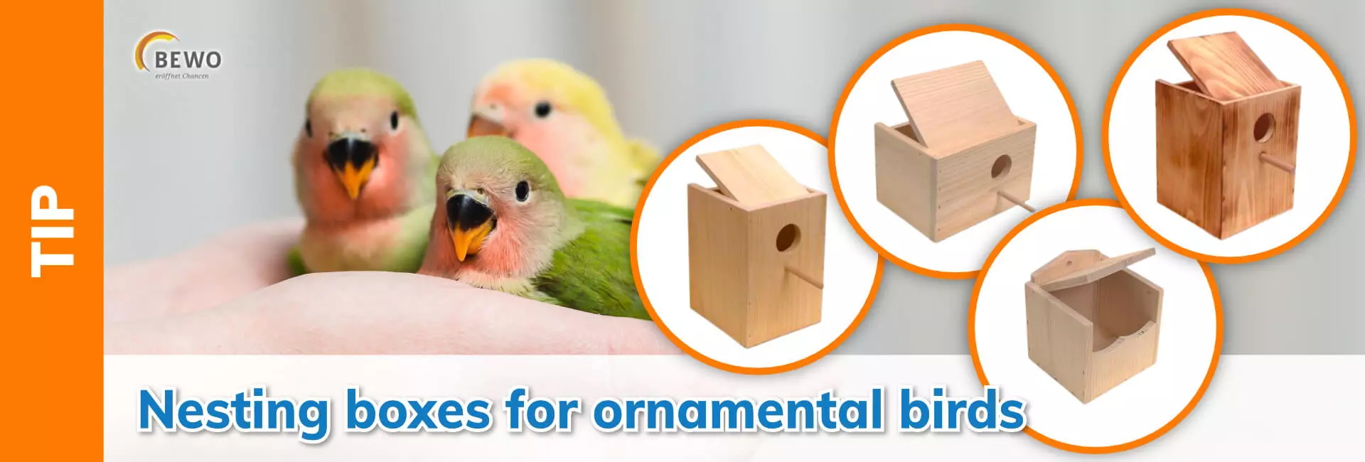 Three colourful dwarf parrots in one hand and four different nesting boxes for ornamental birds.