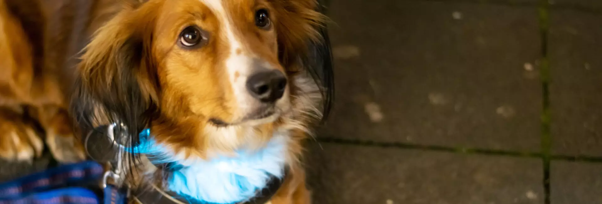 Hunde Sicherheit Hunde Sicherheit