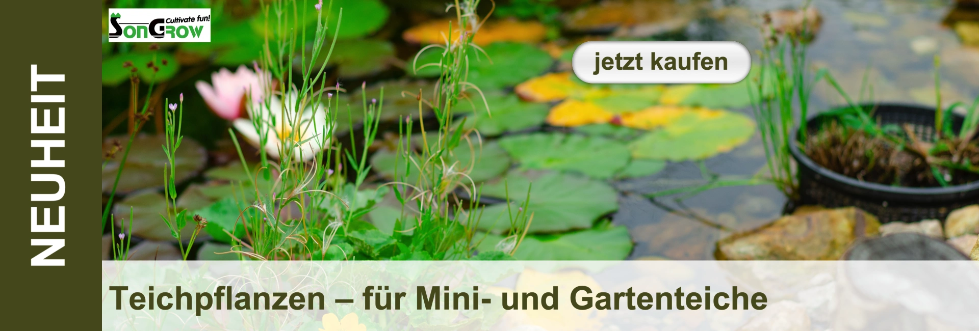Ein naturnaher Teich mit blühenden rosa und weißen Seerosen, umgeben von grünen und gelben Seerosenblättern. Hohe grüne Pflanzen mit lila Blüten ragen aus dem Wasser. Am Rand ein Pflanzkorb mit Wassergräsern und Steine. Eine idyllische Teichlandschaft.