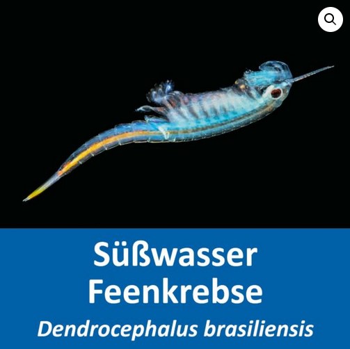 Oeufs de crevette de foire - Dendrocephalus brasiliensis