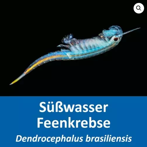 Feenkrebse Eier - Dendrocephalus brasiliensis