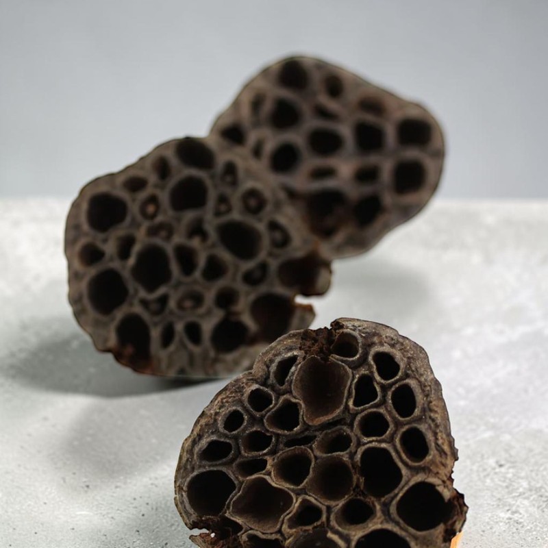 Zwei getrocknete Lotus-Samenkapseln liegen auf hellgrauer Oberfläche. Die vordere ist scharf, mit vielen dunklen runden Hohlräumen, wo einst Samen waren; rau und dunkelbraun. Eine zweite, unscharfe Kapsel im Hintergrund.