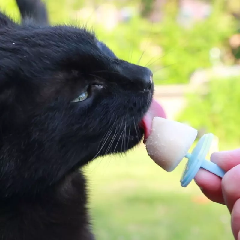 kitty-beat-eismischung-2 Kitty Beat Ice Cream