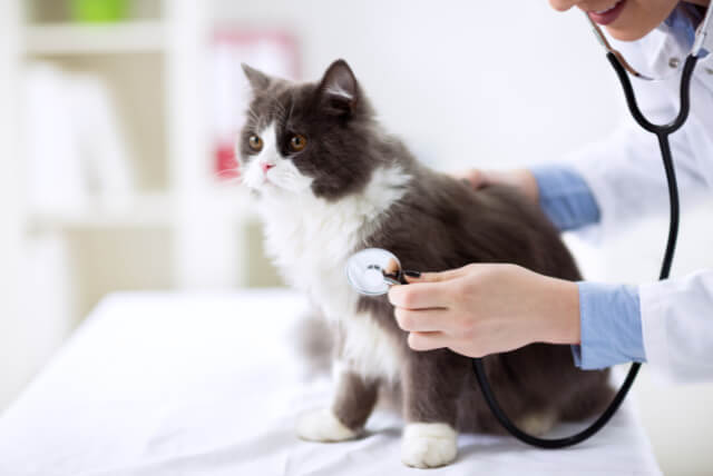 Tierarztfutter Katzen