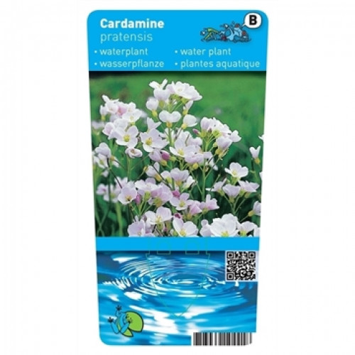Etikett einer Wasserpflanze namens Cardamine pratensis mit kleinen weißen Blüten. Im unteren Teil sind stilisierte Wasserringe abgebildet.