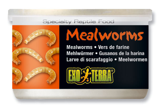 Reptilienfutter Mehlwürmer